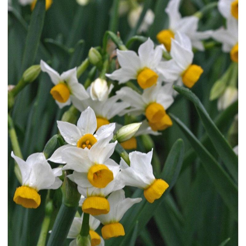 ADR 10 Miniature Narcissus Canaliculatus Bulbs