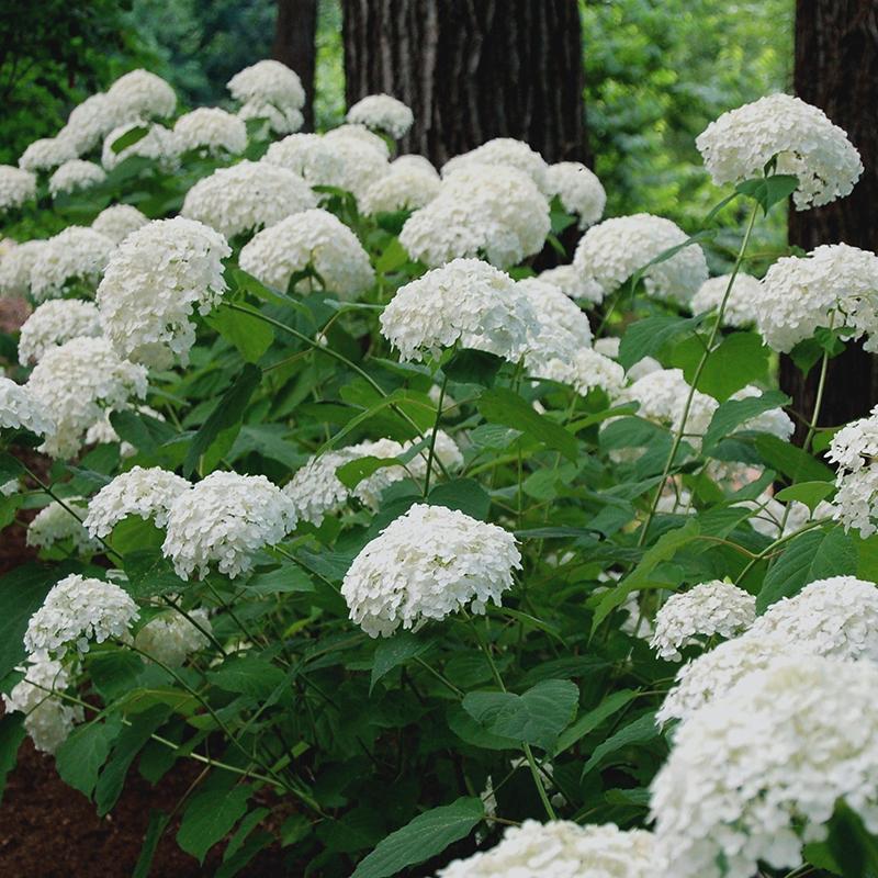 Incrediball Hydrangea