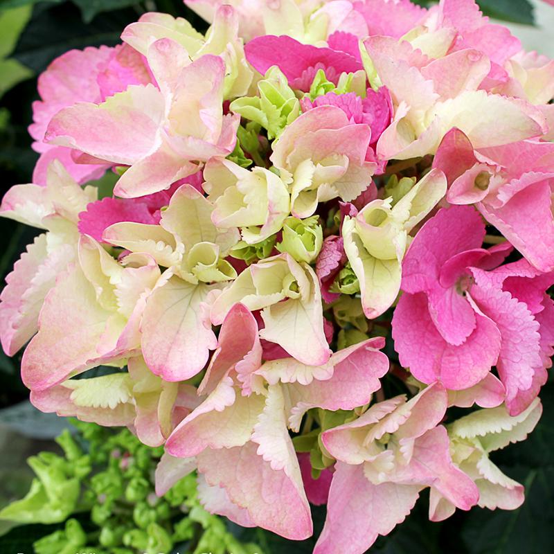 Cityline Venice Hydrangea