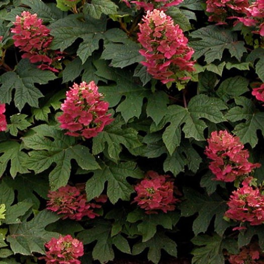 ruby slippers oakleaf hydrangea ruby slippers oakleaf hydrangea ruby slippers oakleaf hydrangea ruby slippers oakleaf hydrangea
