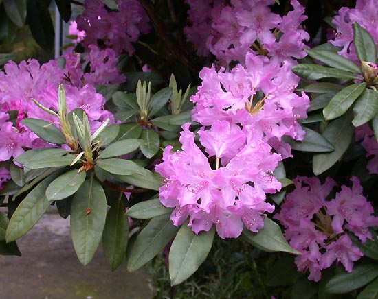 Catawbiense Grandiflorum Rhododendron