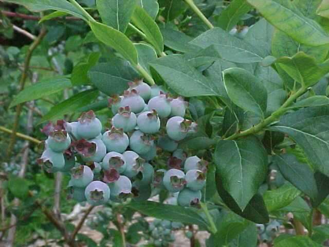 Blue Crop Highbush Blueberry