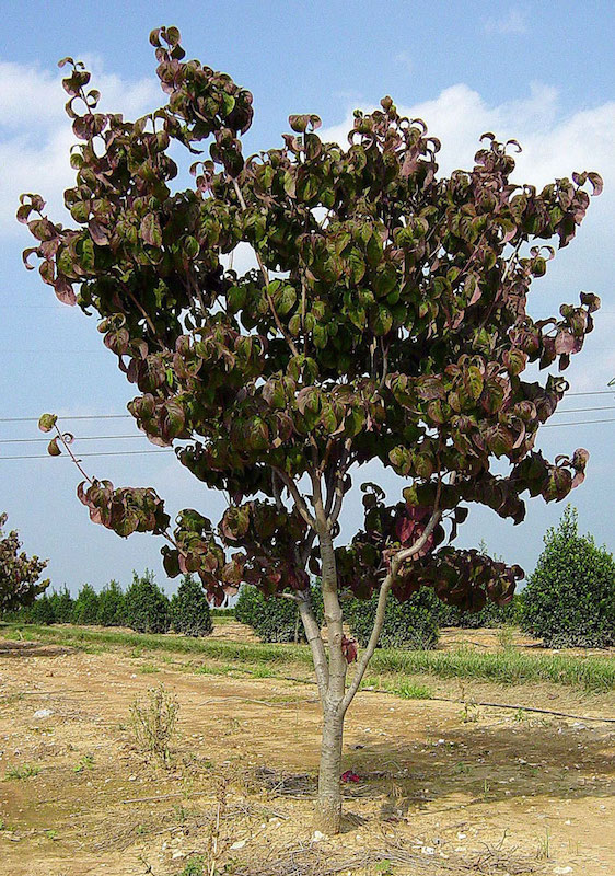 cherokee brave dogwood tree size
