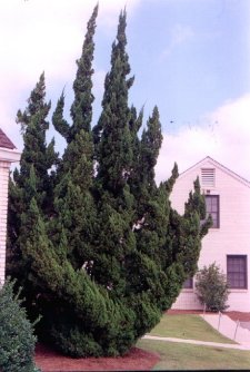 Hollywood Juniper