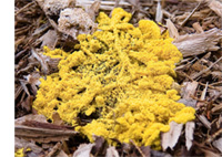 Identifying Slime Mold in the Mulch Pile | Northeast Nursery