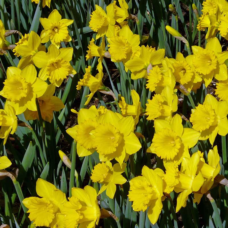 Narcissus Daffodil Dutch Master Bulbs