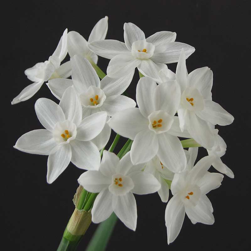 Paperwhite Narcissus Bulb