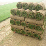 New England Grown Bluegrass Sod by Roll