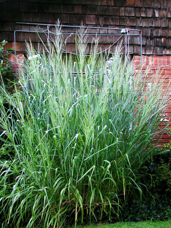 Dallas Blues Tall Switch Grass