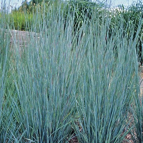 Dewey Blue Tall Switch Grass
