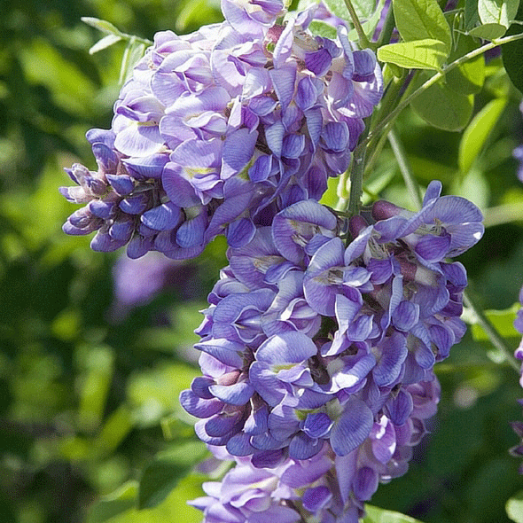 Amethyst Falls Wisteria
