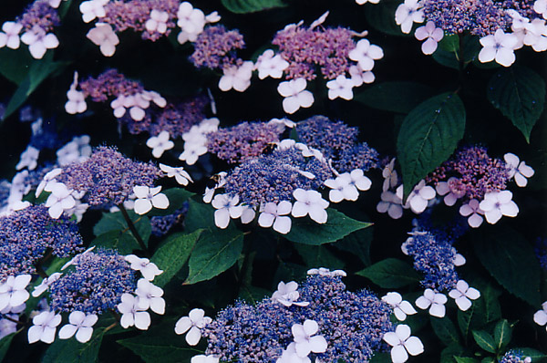 Blue Wave Lacecap Hydrangea