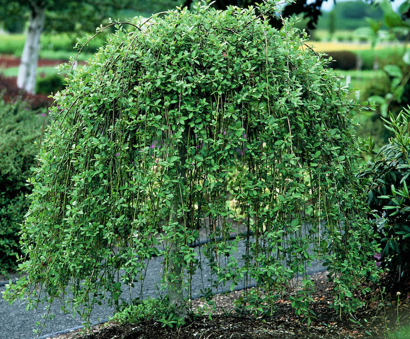 Weeping Pussy Willow