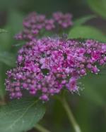 Double Play Artist Spirea