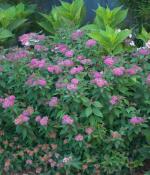 Double Play Artist Spirea