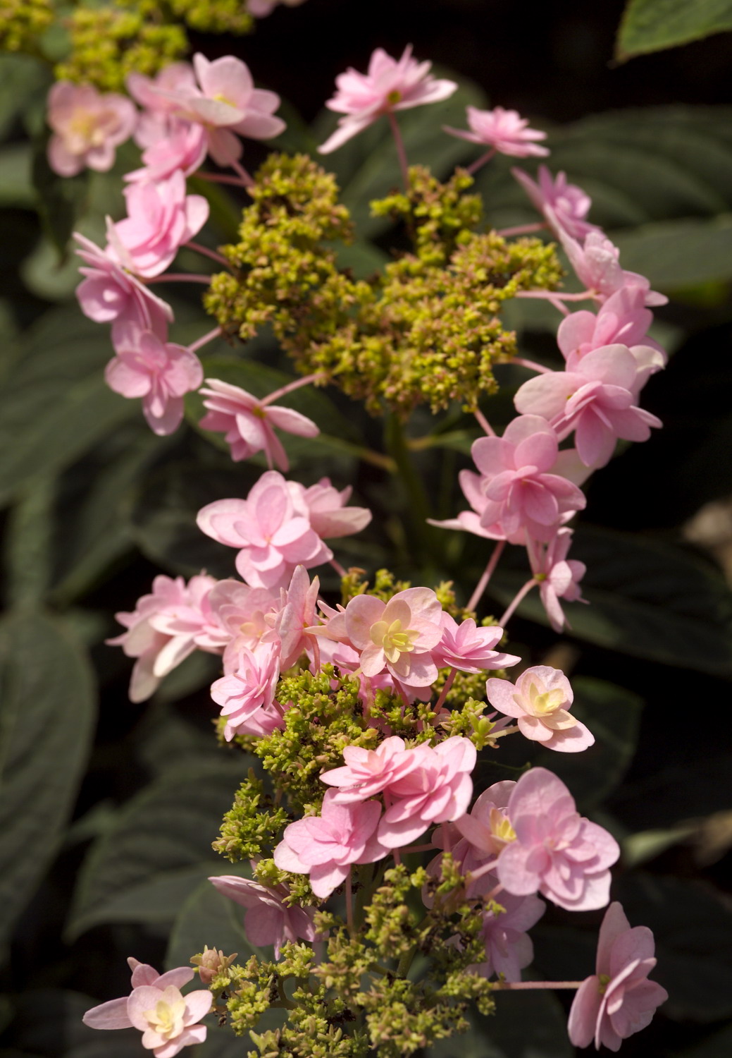 Shirobana Spirea