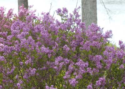 Bloomerang Dark Purple Lilac