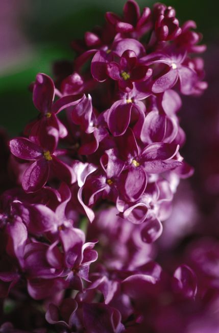 Monge Lilac