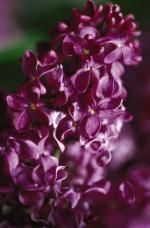 Monge Lilac