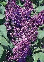 Monge Lilac