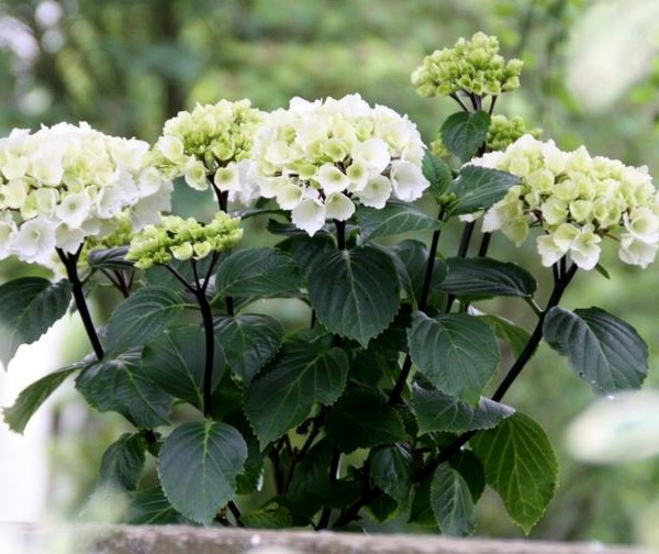 Zebra Hydrangea