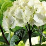 Zebra Hydrangea