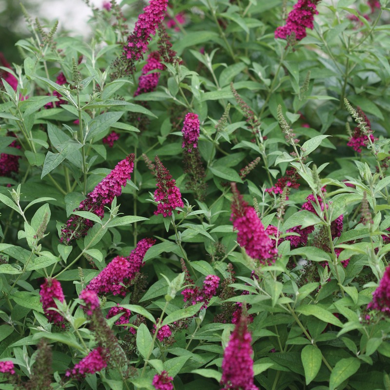 Miss Molly Butterfly Bush