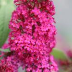 Miss Molly Butterfly Bush