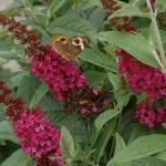 Miss Molly Butterfly Bush