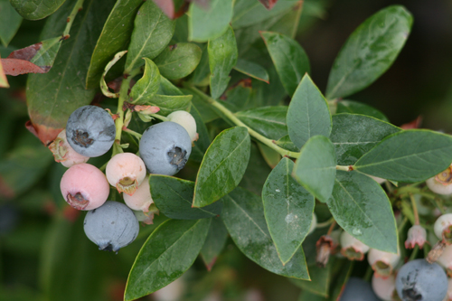 Sunshine Blue Highbush Blueberry