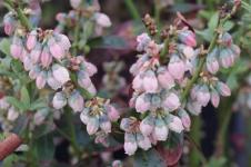 Sunshine Blue Highbush Blueberry