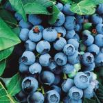 Bountiful Blue Blueberry