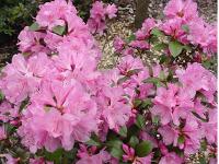 Aglo Rhododendron