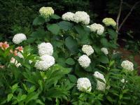 Annabelle Hydrangea