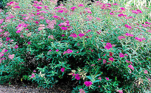 Anthony Waterer Spirea