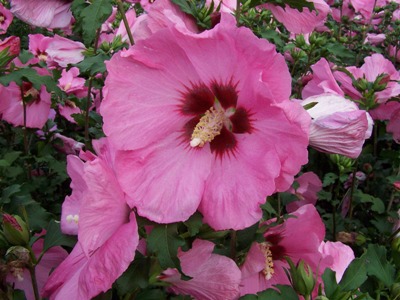 Aphrodite Rose of Sharon