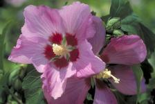 Aphrodite Rose of Sharon