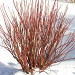 Arctic Fire Dogwood