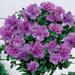 Ardens Rose of Sharon