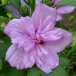 Ardens Rose of Sharon