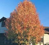 Aristocrat Flowering Pear