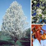 Aristocrat Flowering Pear