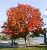 Armstrong Red Maple