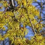 Arnold Promise Witch Hazel