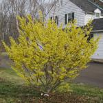 Arnold Promise Witch Hazel