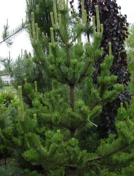 Austrian Pine