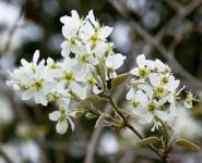 Autumn Brilliance Serviceberry