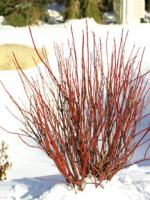 Bailey Red Twig Dogwood