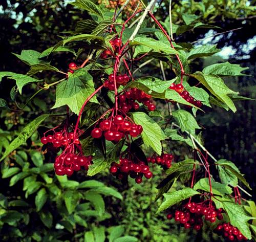 Baileys Compact American Cranberrybush Viburnum