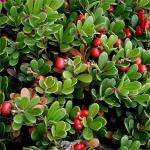 Bearberry